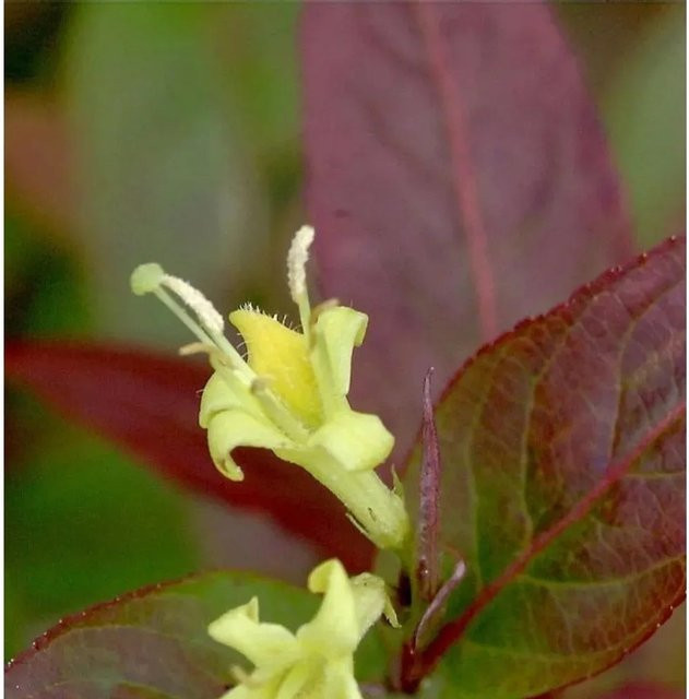 Diervilla splendens Amerikanische Weigelie Kodiak Orange, Farbe: Orange - Bild 1