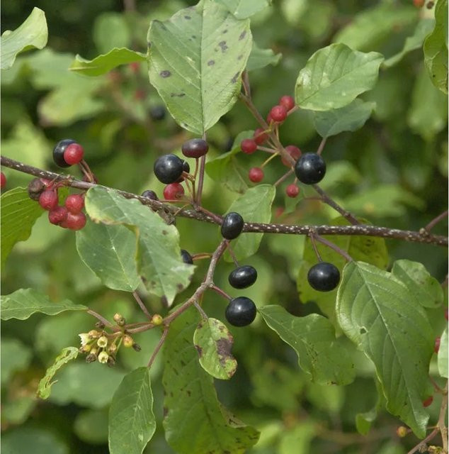 Rhamnus frangula Faulbaum Pulverholz 60-80 cm - Bild 1