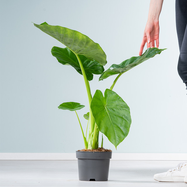 Alocasia Macrorrhiza Zimmerpflanze von BLUME2000 in Grün mit herzförmigen Blättern - Bild 1