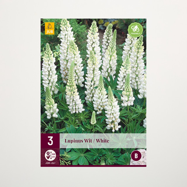Lupine Weiß BLUME2000 Staude mit 3 Wurzeln - Bild 1