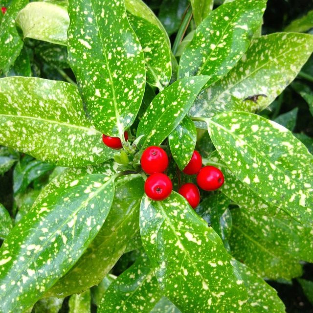 Arborix Aucuba japonica Variegata Goldgelber Immergrün mit panaschiertem Laub im Container, Höhe: 30 bis 40 cm - Bild 1