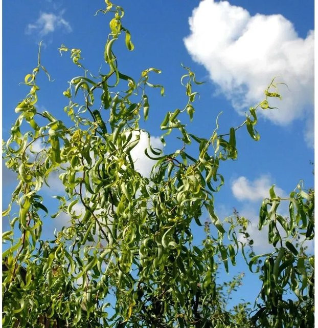 Salix matsudana Korkenzieherweide grün, Höhe: 125-150 cm - Bild 1