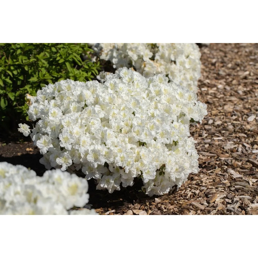 Rhododendron Obtusum Maischnee Weiß als Zierstrauch für Garten und Outdoor, 15–20 cm - Bild 2