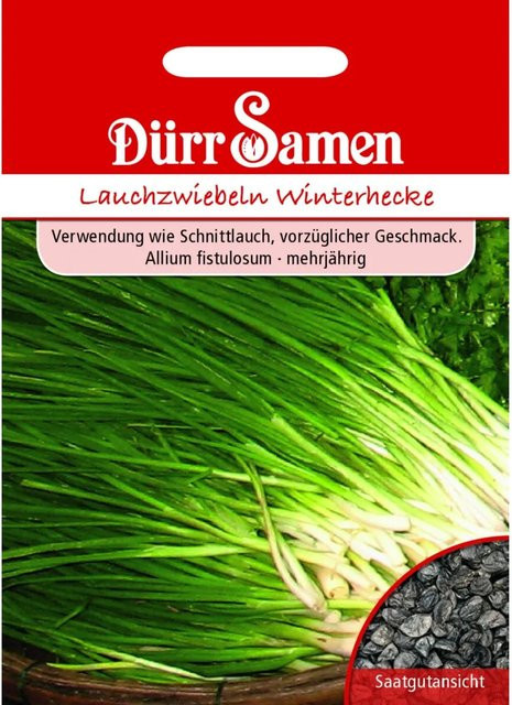 Dürr Lauchzwiebeln Saatgut für die Winterhecke, 400 g - Bild 1