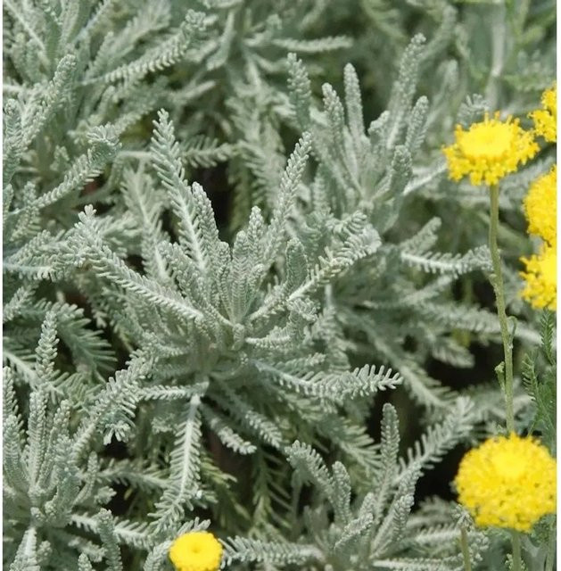 Santolina serratifolia Heiligenkraut Grün von Nr-01.de als Halbstrauch für den Garten und als Hecke - Bild 1