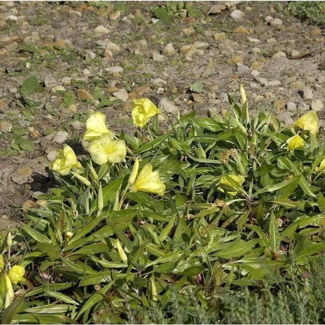 Polster-Nachtkerze Incana Oenothera macrocarpa gelbe Staude als Bodendecker für Steingärten - Bild 1