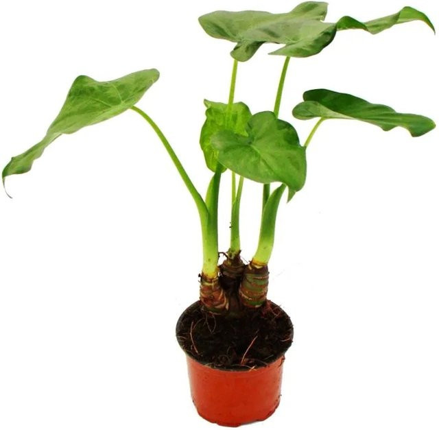 Exotenherz Alocasia Cucullata Elefantenohr Zimmerpflanze, Grün, Topf-Durchmesser: 12 cm, Höhe: 25-30 cm - Bild 1