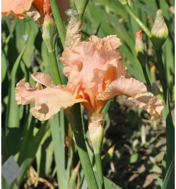 Mittelhohe Schwertlilie June Rose Iris barbata in Pink von Nr-01.de als mehrjährige Beetpflanze - Bild 1