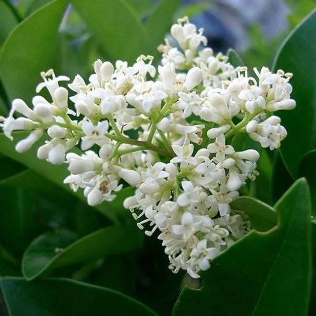 Arborix Japanischer Liguster Ligustrum japonicum, immergrüner Zierstrauch im Container, 60 bis 80 cm Höhe - Bild 1