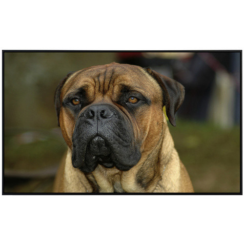 papermoon EcoHeat Infrarotheizung Bullmastiff mit Matt-Effekt in Bunt, App-Steuerung und Überhitzungsschutz - Bild 2