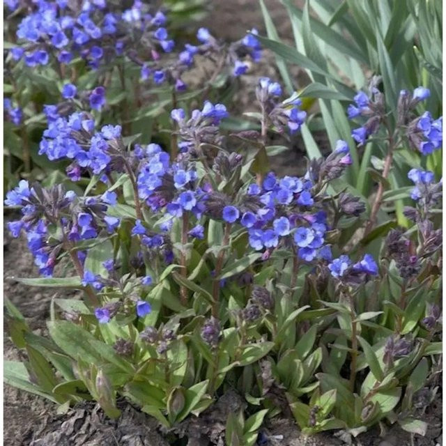 Schmalblättriges Lungenkraut Blaues Meer Pulmonaria angustifolia Pflanze im Topf für den Garten in Blau - Bild 1