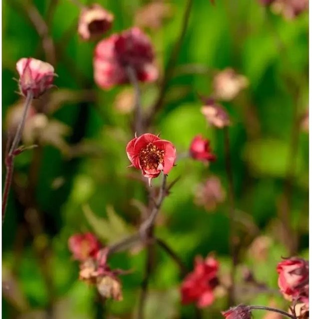Bachnelkenwurz Flames of Passion Geum rivale rote Staude für Naturgärten und Uferzonen - Bild 1