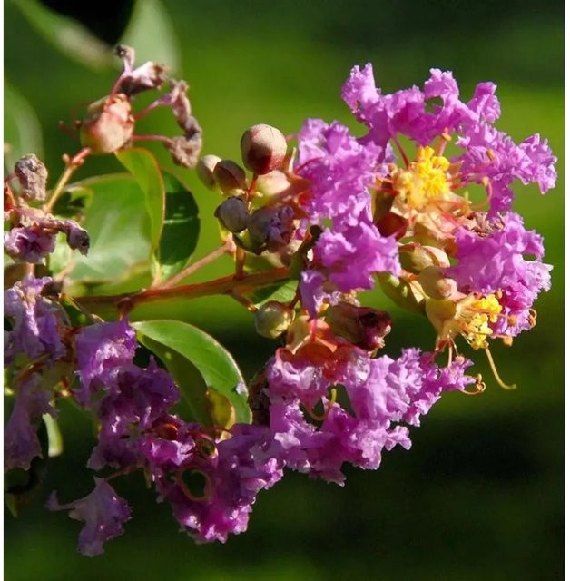 Chinesische Kräuselmyrte Purple Star Lagerstroemia indica in Lila, Höhe: 20-30 cm - Bild 1