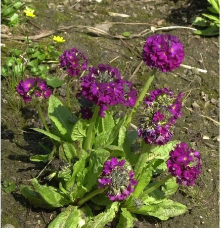 Kugelprimel Rubin Primula denticulata - lila mehrjährige Beetpflanze