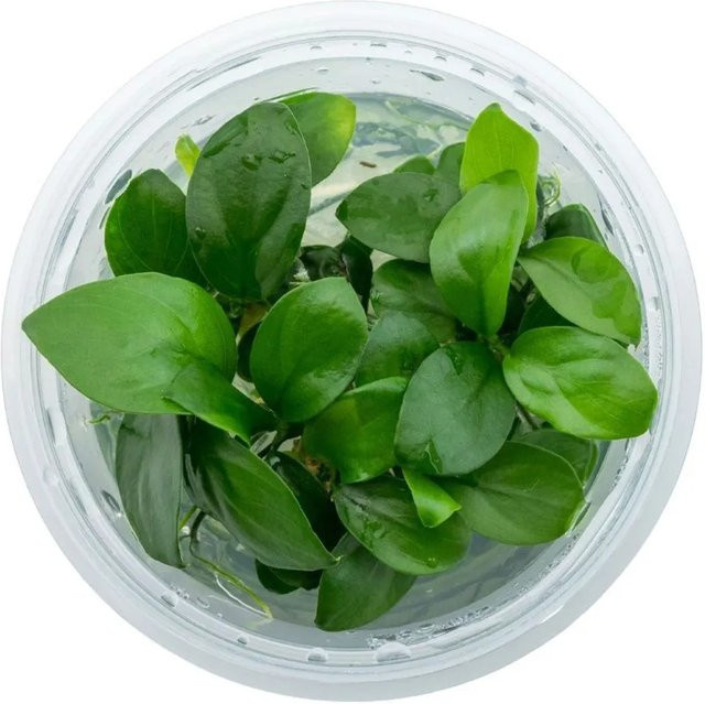 Dennerle Plants Zwergspeerblatt In-Vitro Anubias barteri var. nana Aquarienpflanze in Grün - Bild 1