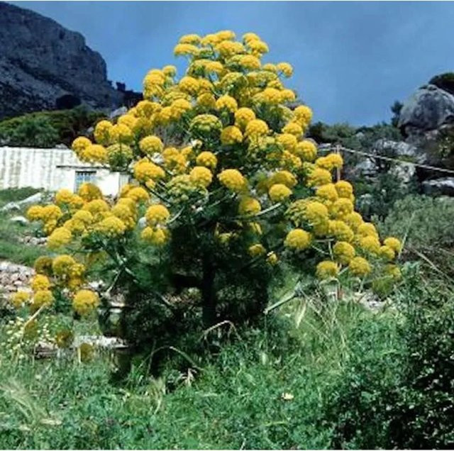 Riesenfenchel Ferula communis Pflanze für deinen Garten - Bild 1