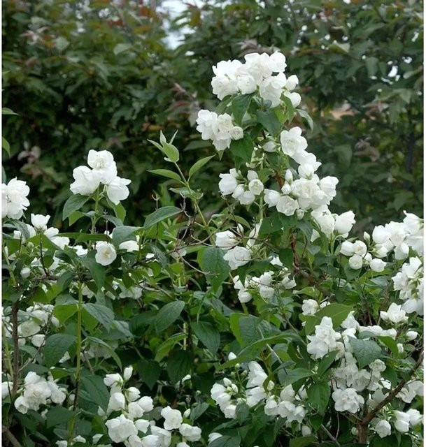 Gartenjasmin Natchez Philadelphus weiß Strauch 40-60 cm - Bild 1