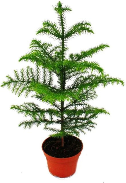 Exotenherz Zimmertanne Araucaria Heterophylla als Zimmerpflanze im 15cm Topf, Höhe: ca. 45 cm - Bild 1