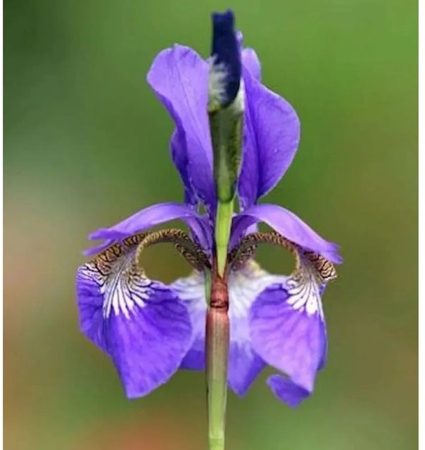 Sibirische Schwertlilie Blue King Iris sibirica in Blau von Nr-01.de - Bild 1