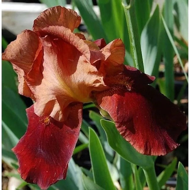 Schwertlilie Natchez Trace Iris barbata Beetpflanze von Nr-01.de - Bild 1