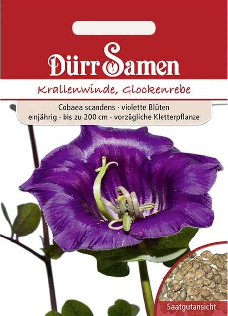 Dürr Samen Krallenwinde Glockenrebe Violett Einjährig Kletterpflanze Saatgut - Bild 1