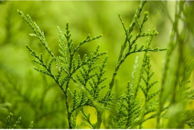 Thuja plicata Excelsa als grüne Heckenpflanze für den Garten, Höhe: 175-200 cm - Bild 1