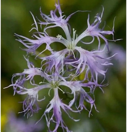 Prachtnelke Dianthus superbus Stauden in Lila von Nr-01.de