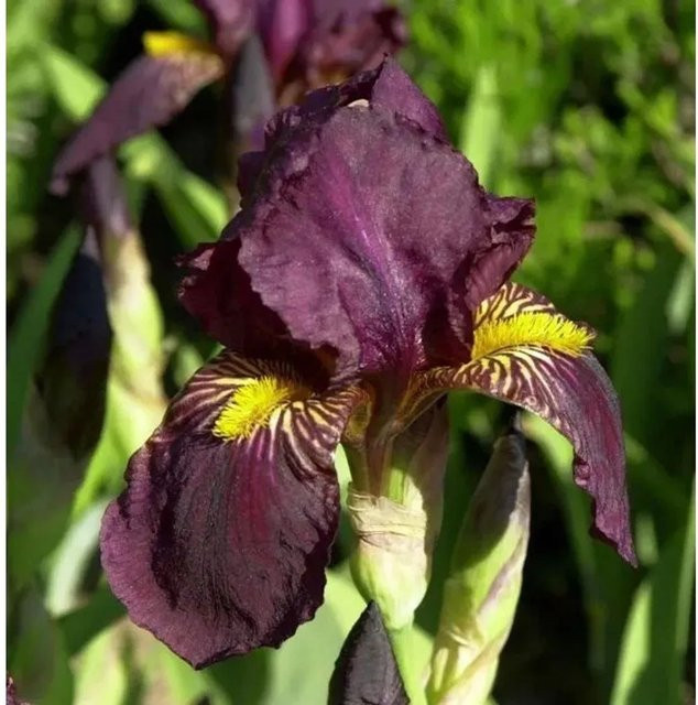 Schwertlilie Sultans Palace Iris barbata lila Beetpflanze - Bild 1