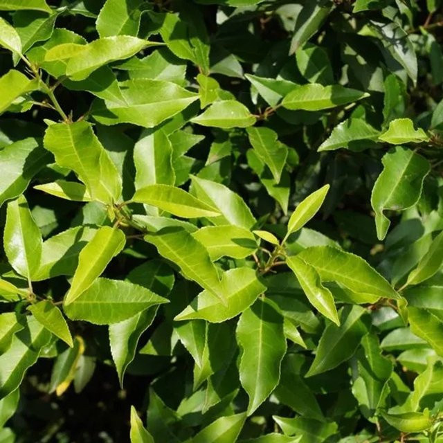 Arborix Portugiesischer Kirschlorbeer Angustifolia Prunus usitanica Heckenpflanze mit dunkelgrünem Laub, Höhe: 40 bis 50 cm - Bild 1