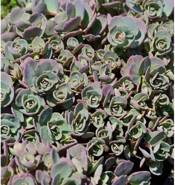 Sedum cauticola Pflaumen Fetthenne Betram Anderson - Grüne Staude für den Garten - Bild 1