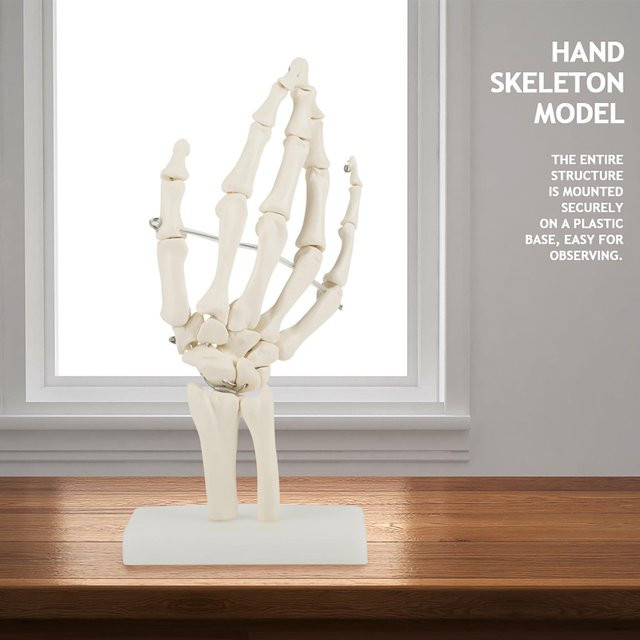 Painter Medizinisch Anatomisch Lebensgroß Menschliche Handgelenk Studie Skelettmodell, white - Bild 1