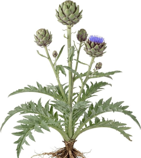 LaCaTho Artischocke Samen Cynara Cardunculus Gobbo Di Nizza mit blauen Blüten, 50 Stück - Bild 1