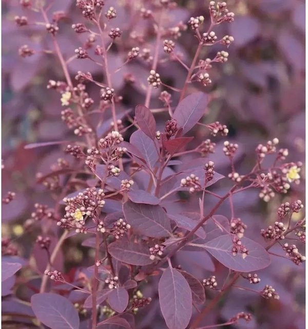 Cotinus coggygria Perückenstrauch Royal Purple in Schwarzrot, Orangerot und Scharlachrot, Höhe: 40-60 cm - Bild 1