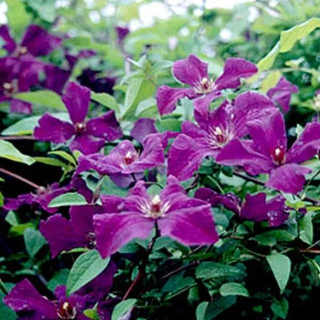 Clematis Waldrebe Polish Spirit Arborix mit tiefvioletten Blüten im Container - Bild 1