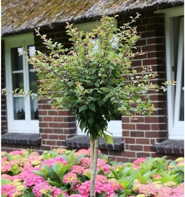 Nr-01.de Geschlitzte Zierkirsche Kojou no mai Prunus incisa als Hochstamm - Bild 1