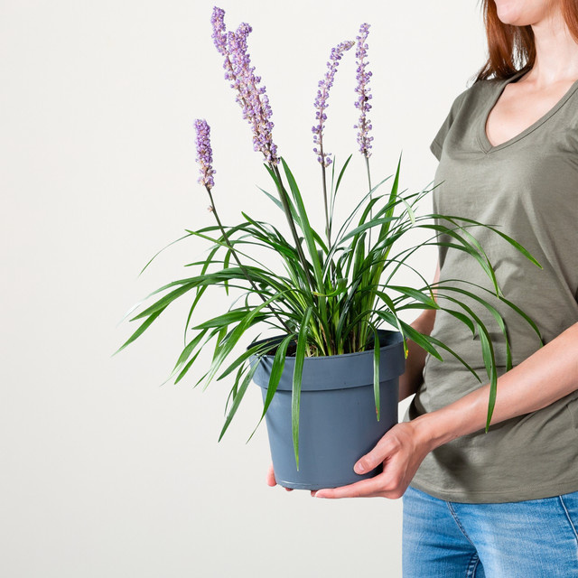 Liriope muscari Glöckchentraube 'Ingwersen' von BLUME2000 als pflegeleichte Staude für Garten, Kübel und Balkon - Bild 1