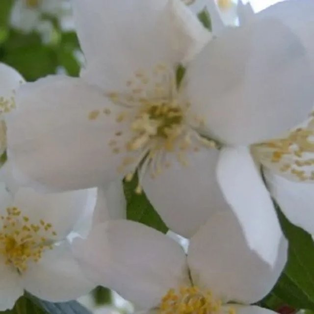 Arborix Gartenjasmin Virginal Philadelphus mit weißen gefüllten Blüten, 50 bis 60 cm im Container - Bild 1