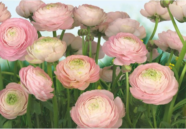 Komar Fototapete Gentle Rose in Pink, B: 368 cm, H: 254 cm - Bild 1