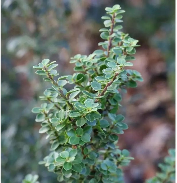 Bonsaiartige Zwergstechpalme Mariesii Ilex crenata in Grün von Nr-01.de - Bild 1