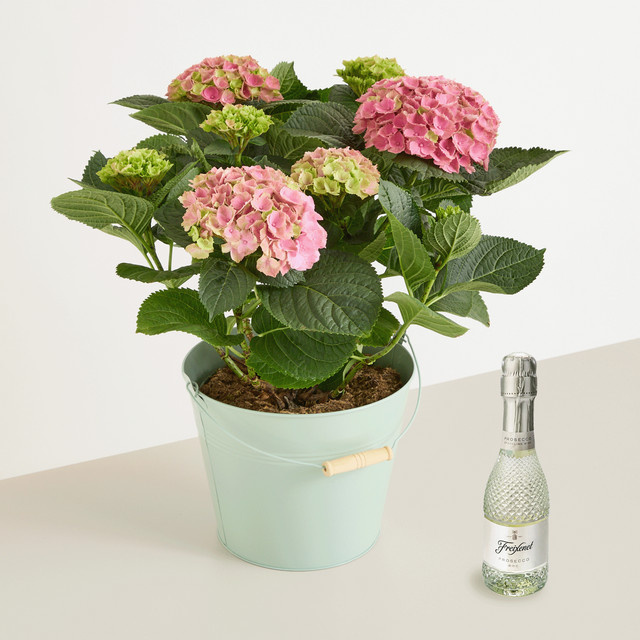 Hortensienschatz von BLUME2000 mit pinkfarbener Topfpflanze und Freixenet Piccolo Blanc Schaumwein 0,2 l - Bild 1