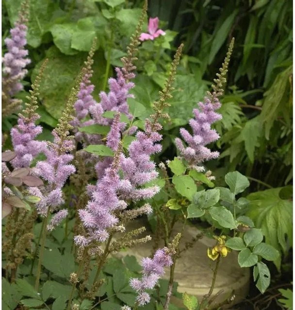 Astilbe chinensis Teppichpflanze in Pink als Bodendecker und Schnittblume von Nr-01.de - Bild 1