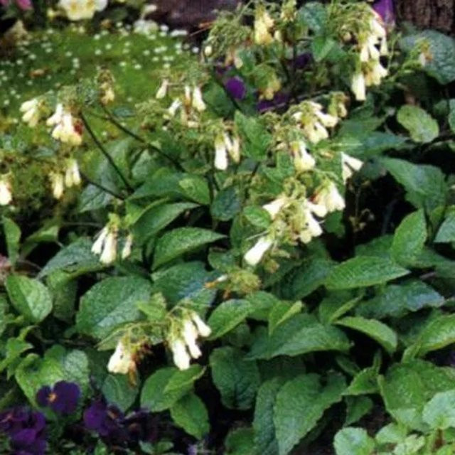 6er Set Kaukasus-Beinwell Symphytum grandiflorum von arborix mit cremeweißen Blüten im 9cm Topf - Bild 1