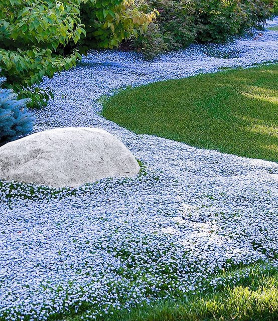 Isotoma Blue Foot Zimmerpflanze - Bild 1