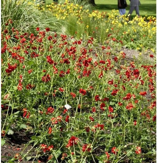 Nelkenwurz Bell Bank Geum chiloense rote Staude als Beetpflanze und Schnittblume - Bild 1