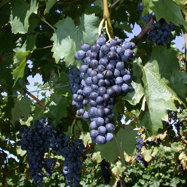 Bio Weinrebe Regent Vitis für deinen Gemüsegarten - Bild 1