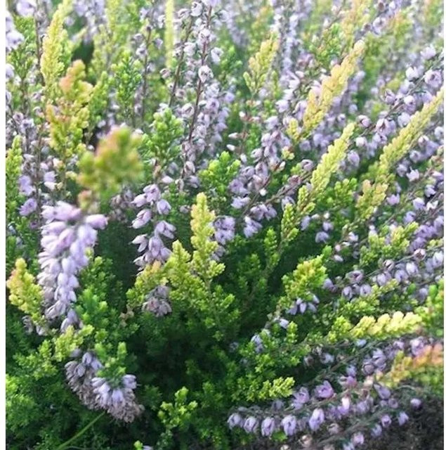 10x Besenheide Easter Bonfire Calluna vulgaris lila Sträucher für den Garten - Bild 1