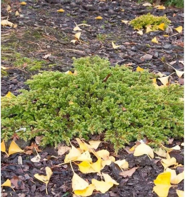 Kriechwacholder Goldschatz Juniperus communis in Gold und Grün, Höhe: 20-30 cm - Bild 1