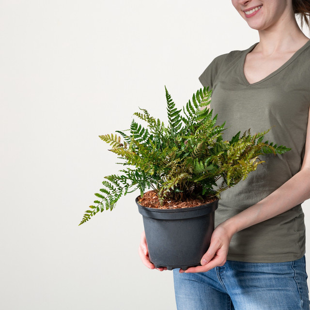 Wurmfarn Erythrosora Dryopteris von BLUME2000 als pflegeleichte Zimmerpflanze für halbschattige bis schattige Standorte - Bild 1