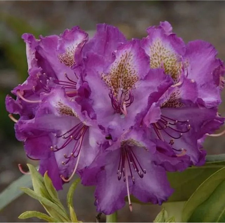 Rhododendron Bohlkens Lupinenberg Alpenrose in Lila als Heckenpflanze für den Garten