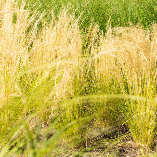 3er Set Federgras Stipa tenuissima Ponytails von BLUME2000 für Garten und Balkon - Bild 1